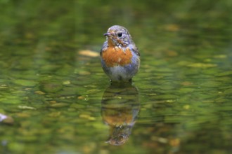 A robin takes a bath in the water, (Erithacus rubecula) Hesse, Federal Republic of Germany