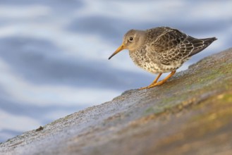Purple sandpiper, (Calidris maritima), foraging on the beach, biotope, snipe family, Heligoland,