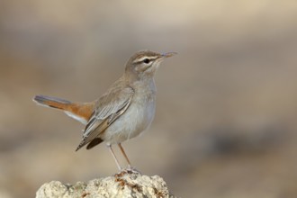 Hedge warbler, (Cercotrichas galactotes), flycatcher family, Ayn Hamran, Salalah, Dhofar, Oman