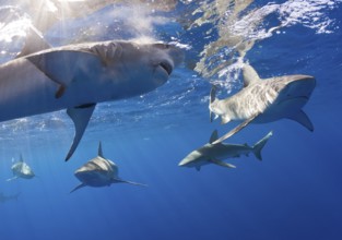 Galapagos sharks, Carcharhinus galapagensis, Oahu, Pacific, Hawaii, USA