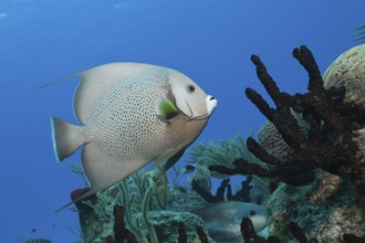 Gray angelfish, Pomacanthus arcuatus, Cozumel, Caribbean, Mexico