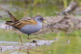 Little Crake, Little Crake, Small Crake, (Porzana parva), biotope, habitat, foraging, family of
