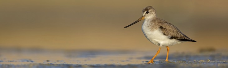 Terek sandpiper, (Xenus cinereus), animal, animals, bird, birds, snipe family, snipe, biotope,