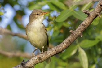 Olive warbler, (Hippolais olivetorum), animal, animals, bird, birds, biotope, habitat, perch,
