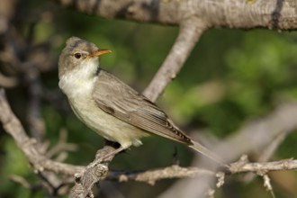 Olive warbler, (Hippolais olivetorum), animal, animals, bird, birds, biotope, habitat, perch,