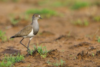 Lapwing (Vanellus lugubris), animals, birds, biotope, habitat, foraging, wader, plover family,