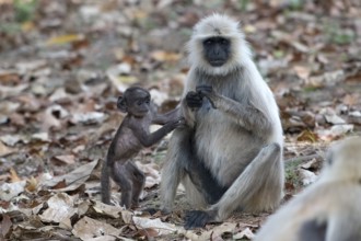 Northern plains gray langur (Semnopithecus entellus), primate, mother with young, Bandhavgarh