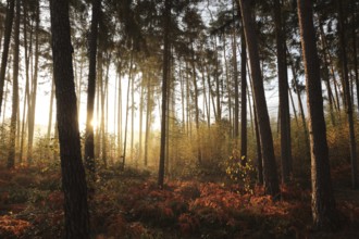 Sunrise in a misty coniferous forest in mid-September, Poland