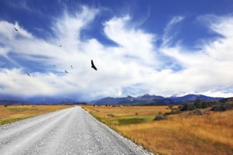 Above the dirt road on the pampa Andean condor soars. A strong wind blows bizarre cloud. On the