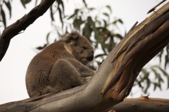 Australian koala bear sitting in a tree