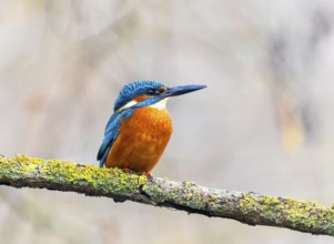A Common Kingfisher (alcedo atthis) in the Reed, Heilbronn, Germany