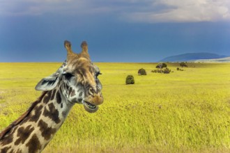 Pensive giraffe. Jeep Safari Masai Mara, Kenya. Long-necked giraffe with beautiful spotted skin and