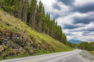 Green flowering mountains overgrown with coniferous forests. Magnificent scenic road to Roldal.