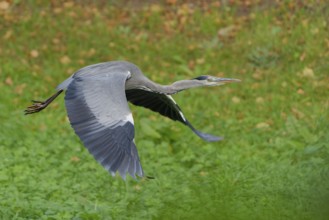 A grey heron flying over a meadow, germany. feather, flight, grey heron, pond, forest, plumage,