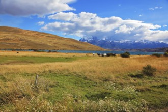 Chilean Andes. Fabulous lake Laguna Azul. On the lake herd of horses grazing. Distance are seen