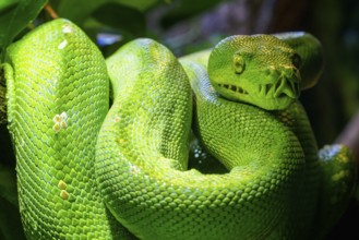 Green tree python (Morelia viridis) close-up. Portrait art