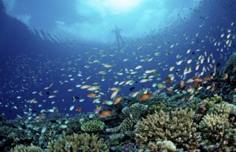 Coral fish and snorkellers, Pseudanthias, Chromis, Maldives, Indian Ocean, Meemu Atoll
