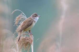Reed warbler, (Acrocephalus arundinaceus), reedbed perch, biotope, habitat, animals, birds,