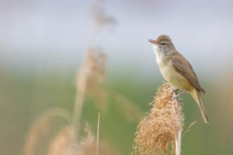Reed warbler, (Acrocephalus arundinaceus), reedbed perch, biotope, habitat, animals, birds,