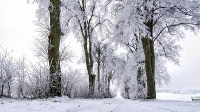 Snow-covered avenue in Masuria in eastern Poland in winter