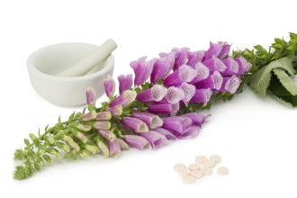 Common foxglove with mortar, pestle and pills over white background Common foxglove with mortar,