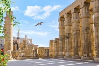 Seagull flying over the hall in Luxor temple