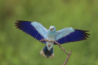 Roller, almond crow, (Coracias garrulus), animals, birds, raptors, raptor family, perch, biotope,