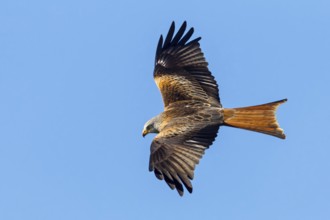 Red Kite, (Milvus milvus), Red Kite, Fork-tailed Kite, King Kite, animals, birds, bird of prey,