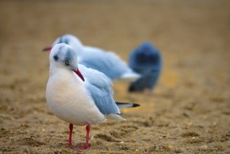 Seagulls on the sea beach. Black-headed gull (Larus ridibundus) in winter plumage