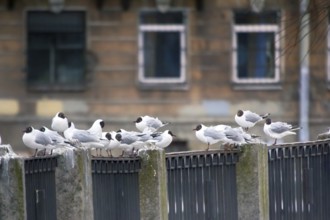 Birds in city have dual meaning. On one hand is aesthetic object, on other they scream and shit