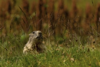 Marmota marmota, gran paradiso national park, italy