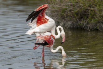 Pink flamingo (Phoenicopterus ruber)