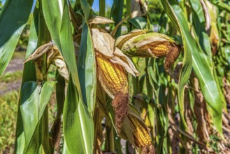 Field of corn with ripe orange ears