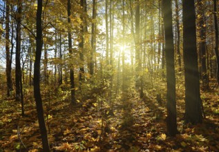 Beautiful autumn forest with sun shining