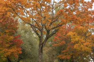Colorful trees in autumn with red and orange leaves. France