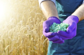 Farmer hold fertilizers in his hands with wheat field at background. Plants care and feeding