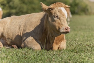 Cow portrait in a pasture in summer. Doubs, France