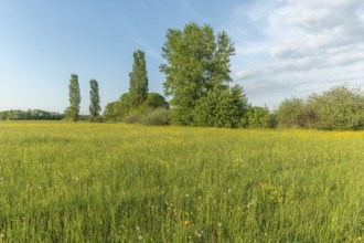 Flowering meadow with golden buds in spring. Alsace France