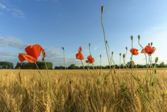 Cereal field with poppies in the French countryside