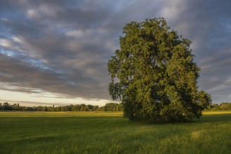 Large oak tree in a meadow on a spring evening in the French countryside.