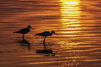 Couple of white stilts in a Camargue marsh at sunset. Provence, France