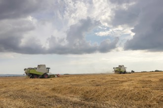 Combine harvester working on a wheat field. Harvesting wheat