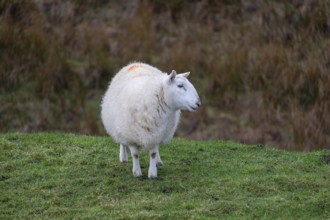 Oveja, Flodygarry, Highlands, Escocia, Reino Unido