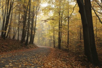 Path through the autumnal forest on a rainy, misty weather, Bischofskoppe Mountain, October, Poland