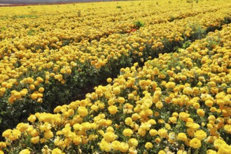 Charming field of yellow buttercups- ranunculus. Israel