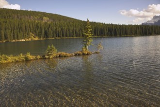 A shallow and the small tree growing almost from water of mountain lake