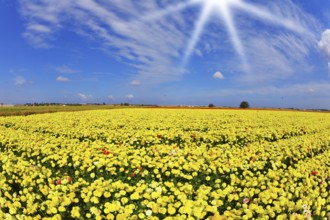 Solar spring day in fields flowers buttercups