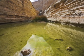 Bog in spectacular canyon En-Avdat in Israel