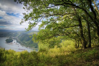 Landscape with trees in the middle Rhine valley in Germany. Landscape in the rhine valley in
