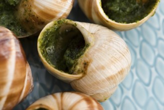 Close up of Escargots with garlic butter, lodz, poland